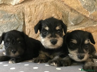 Schnauzer Miniatura perros - Anuncio 9