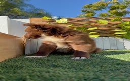 Border Collie perros en venta: BORDER COLLIE - Anuncio 10