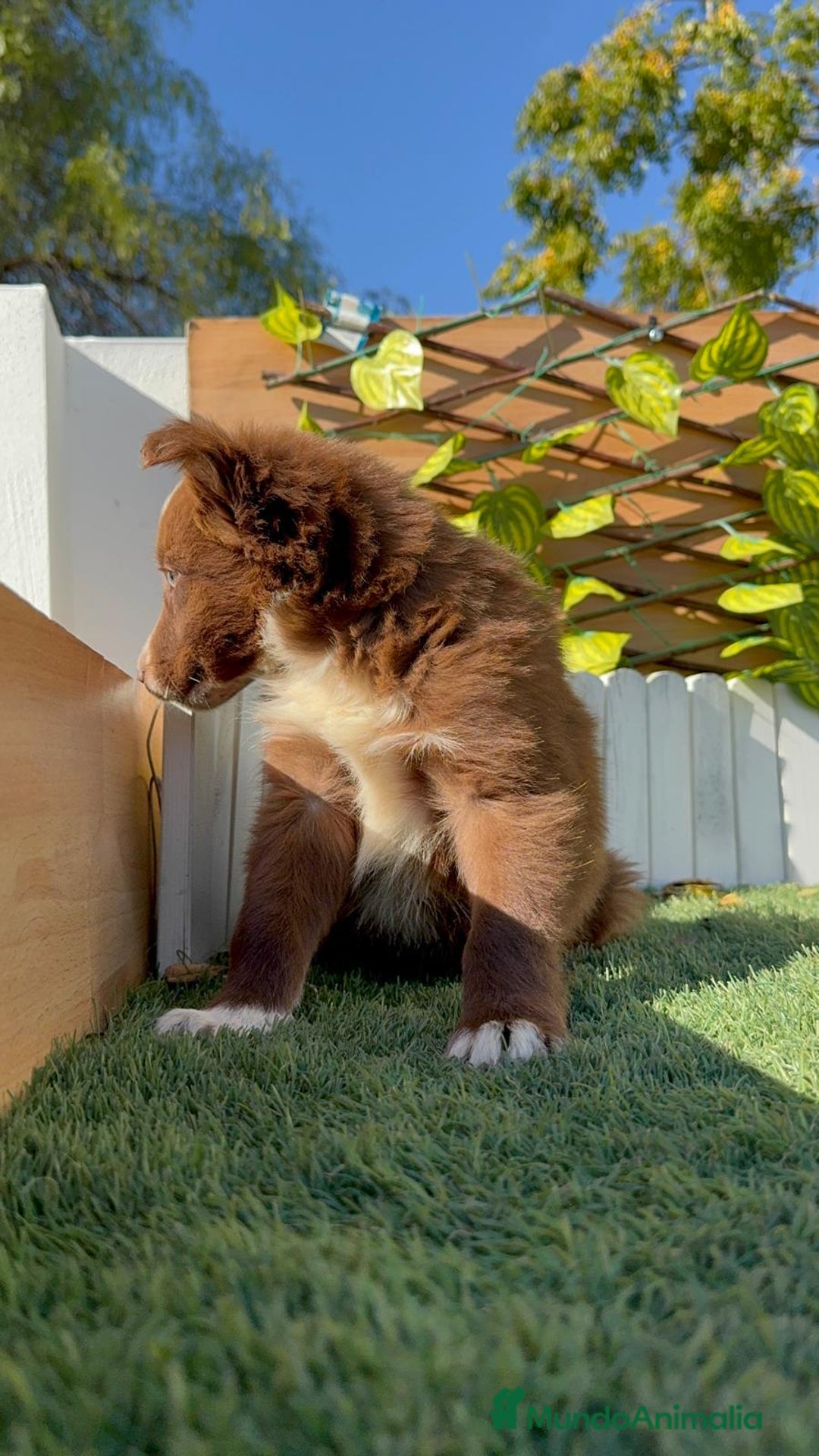 Border Collie perros en venta: BORDER COLLIE - Anuncio 10