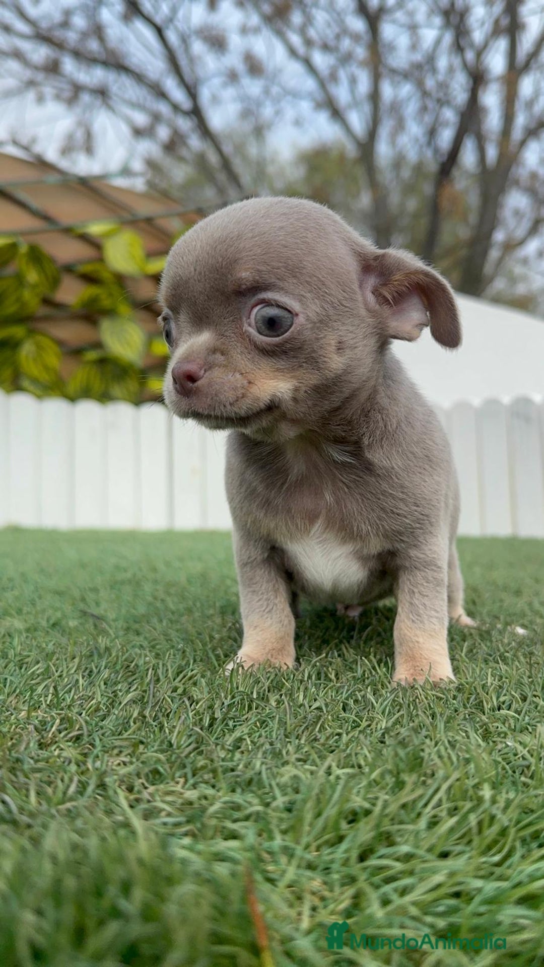 Chihuahua perros en venta: CHIHUAHUA MACHO LILAC AND TAN - Anuncio 10
