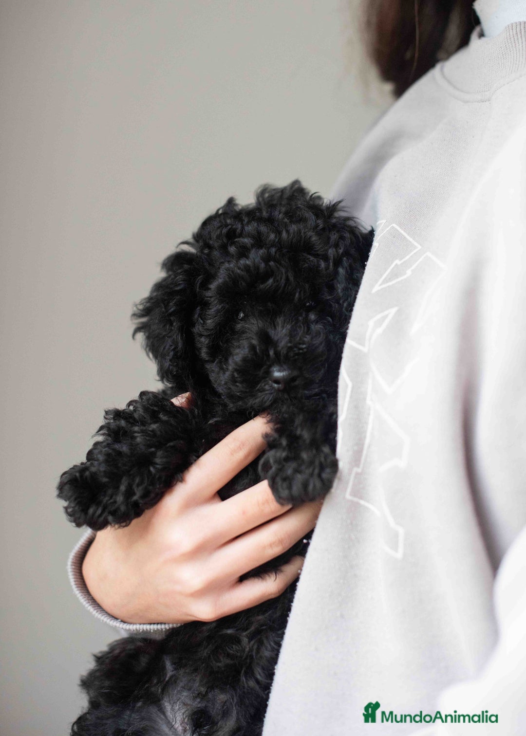 Caniche Toy perros en venta: Caniche toy negro - Anuncio 5