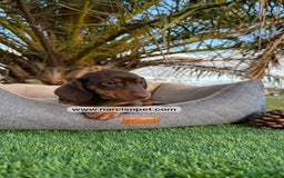 Teckel Miniatura perros en venta: TECKEL CHOCOLATE MACHO PEQUEÑO - Imagen 6