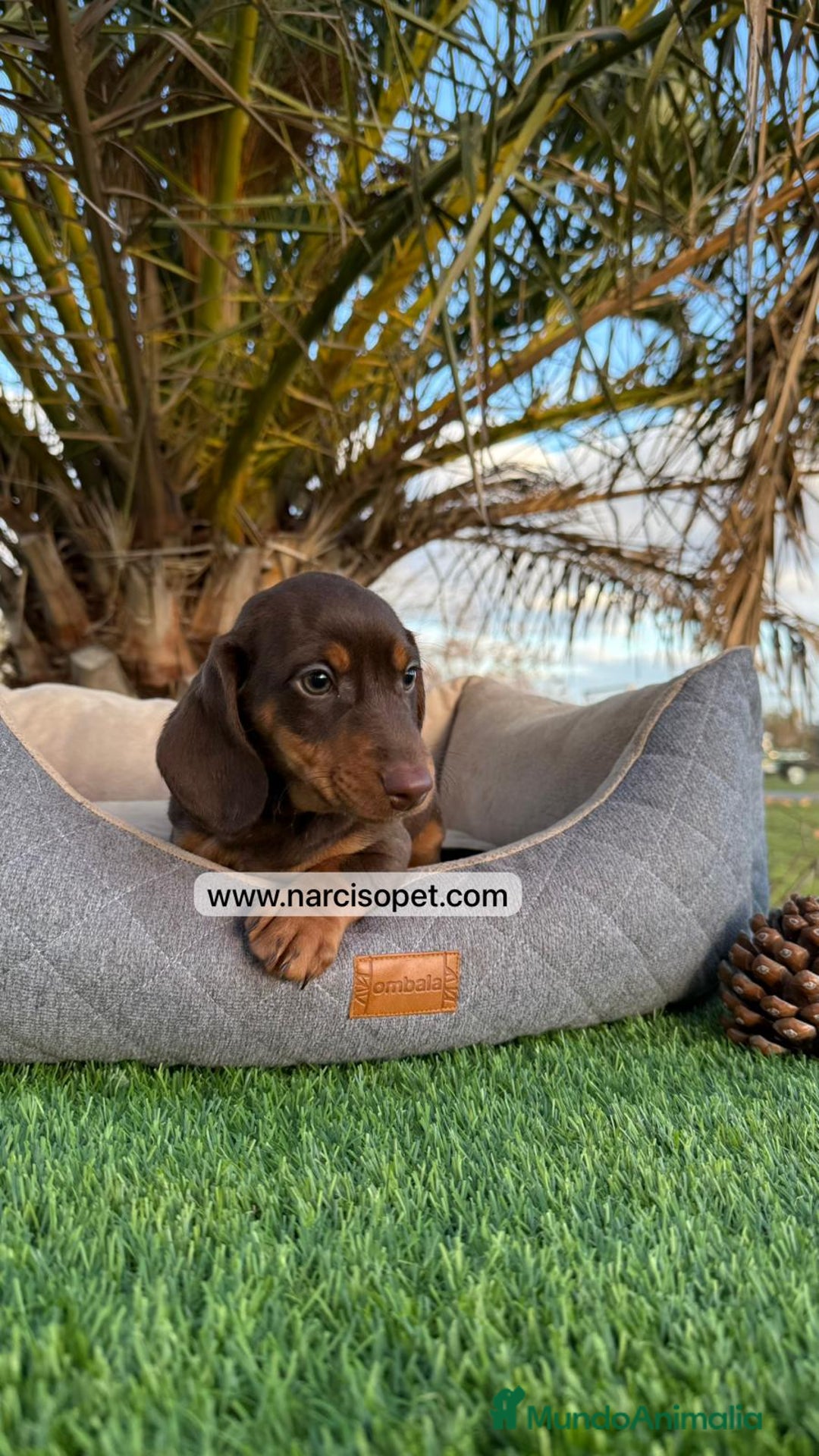 Teckel Miniatura perros en venta: TECKEL CHOCOLATE MACHO PEQUEÑO - Imagen 6