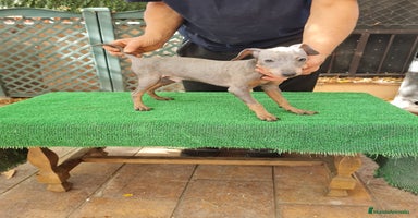 Pinscher Miniatura perros - Anuncio 13