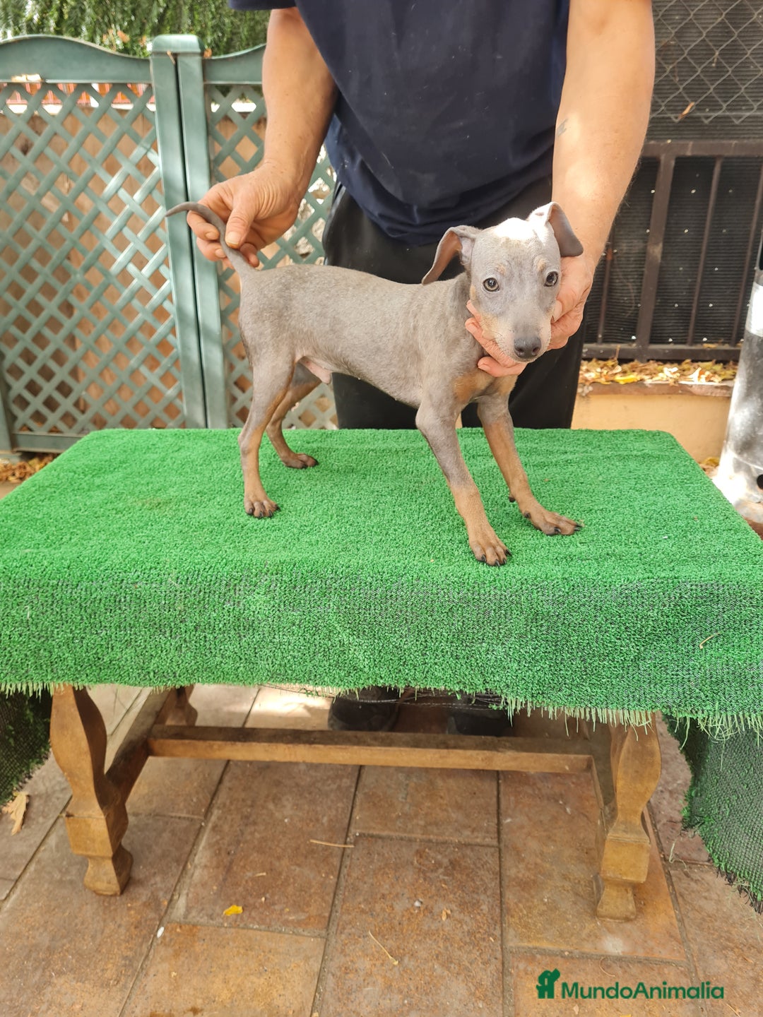 Pinscher Miniatura perros en venta: Pinscher  mini - Imagen 2
