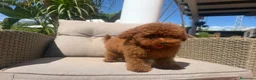 Caniche Toy perros en venta: Caniche toy súper mini - Anuncio 2