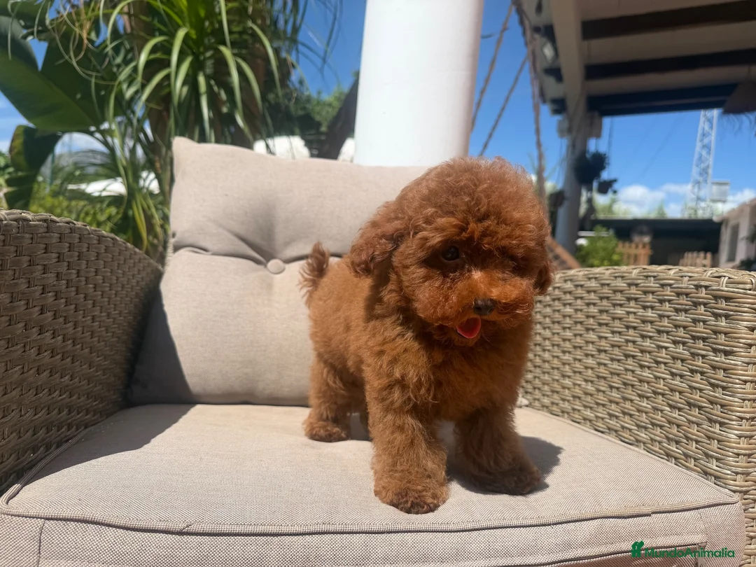 Caniche Toy perros en venta: Caniche toy súper mini - Anuncio 2
