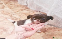 Chihuahua perros en venta: Chihuahua hembras toy - Anuncio 4