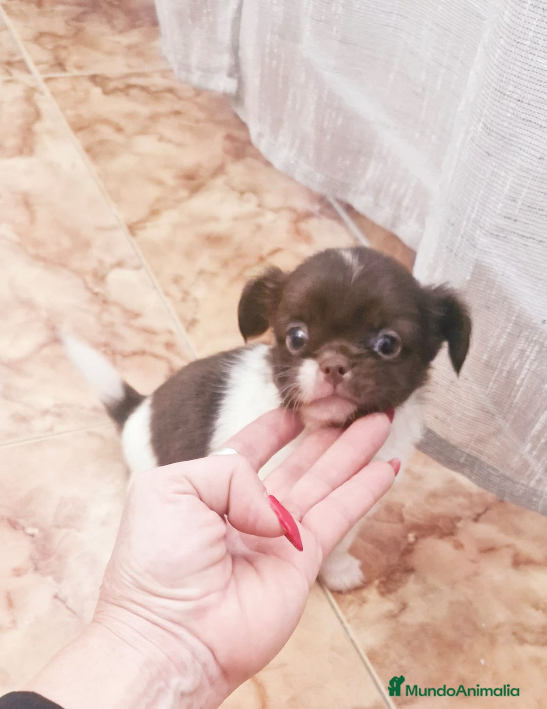 Chihuahua perros en venta: Chihuahua hembras toy - Anuncio 4