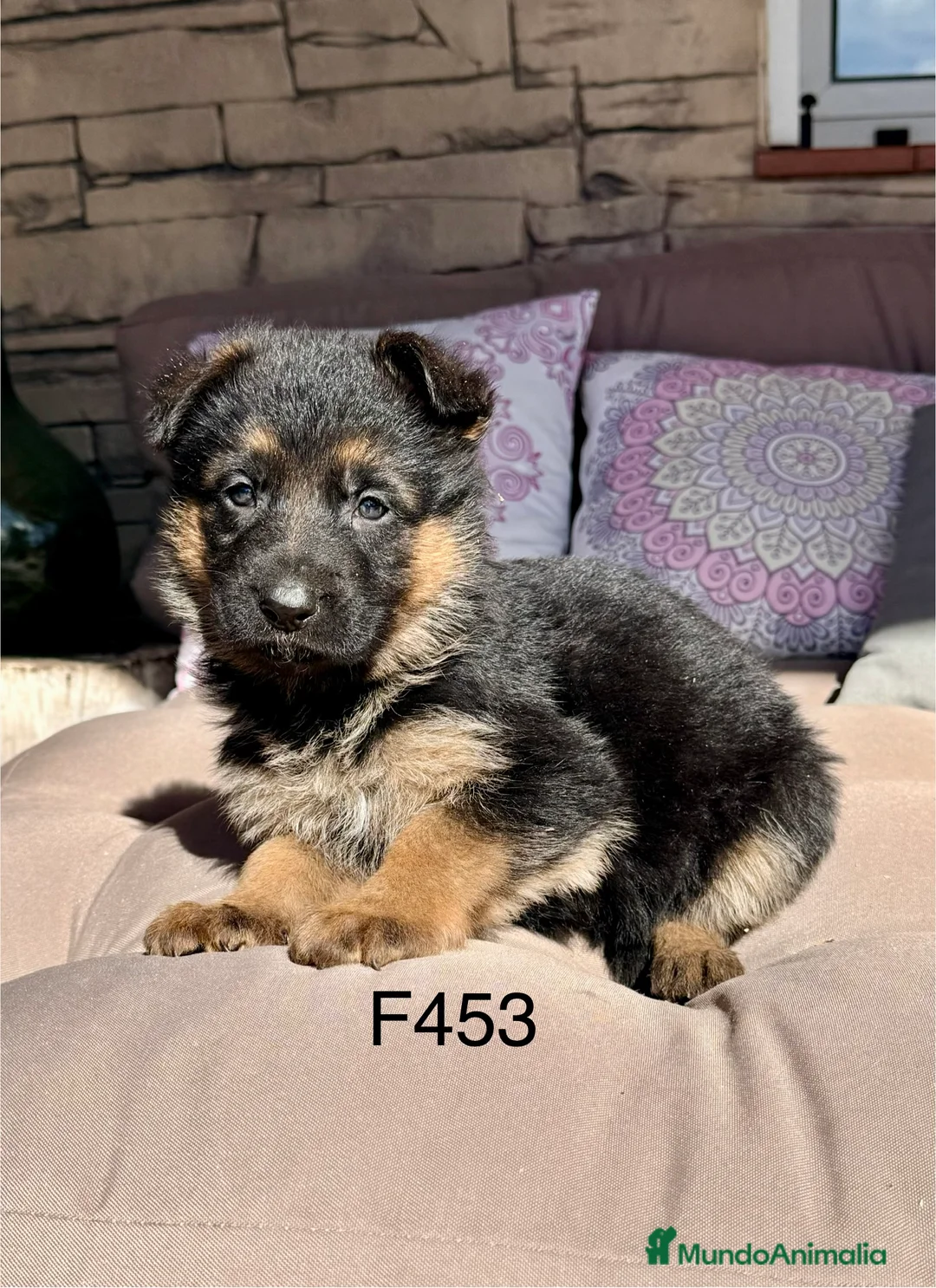 Pastor Alemán perros en venta: CAMADA DE PASTOR ALEMANY - Anuncio 6