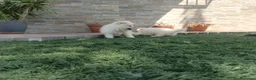 Pomerania perros en venta: Pomerania toy blancos en Madrid - Anuncio 9