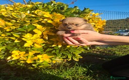 Pomerania perros en venta: Pomerania - Imagen 4