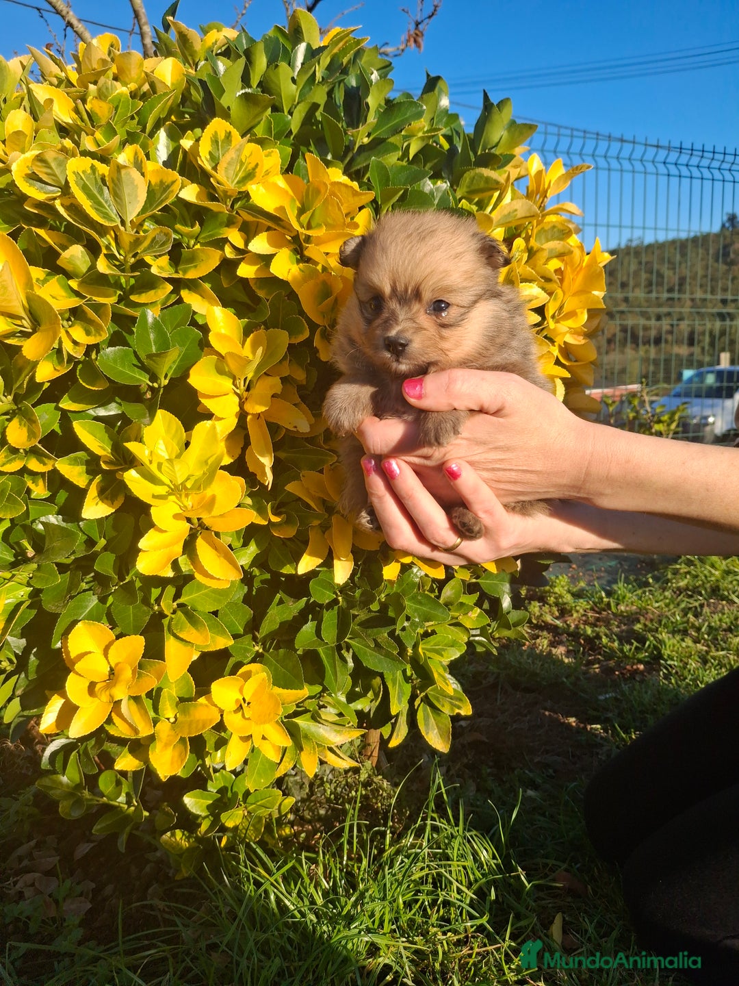 Pomerania perros en venta: Pomerania - Imagen 4