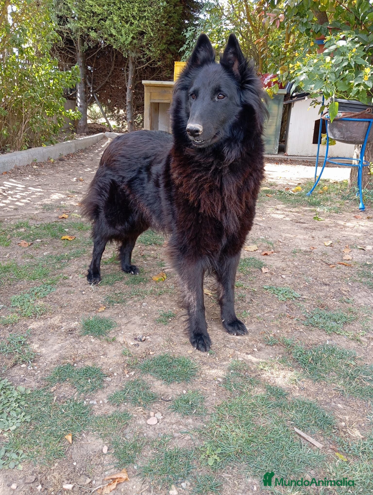 Pastor Belga Groenendael perros Camada de Pastor Belga Groenendael - Anuncio 1