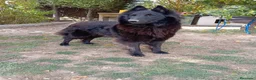 Pastor Belga Groenendael perros en venta: Camada de Pastor Belga Groenendael - Anuncio 1
