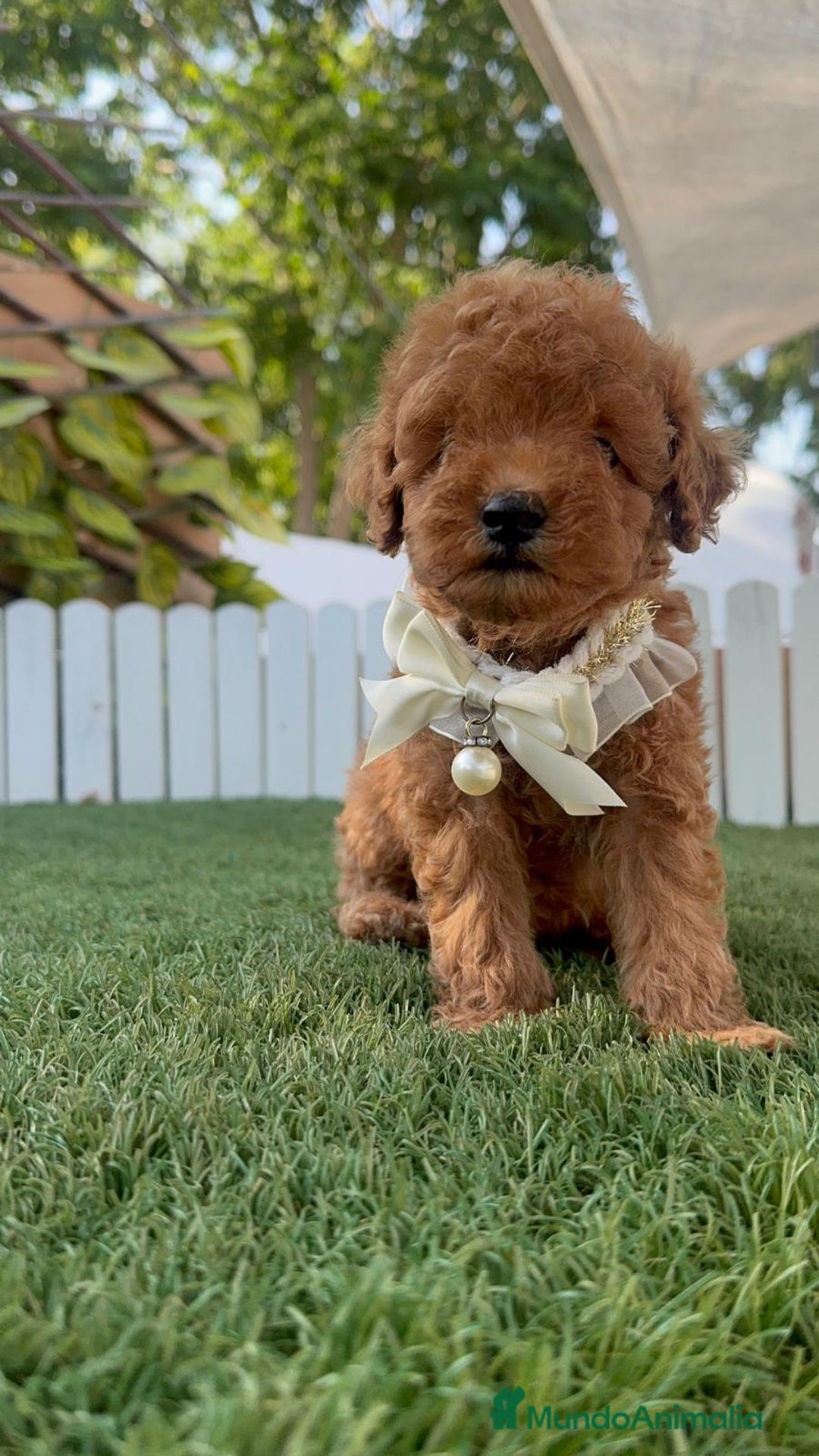 Caniche Toy perros en venta: CANICHE TOY  - Imagen 26