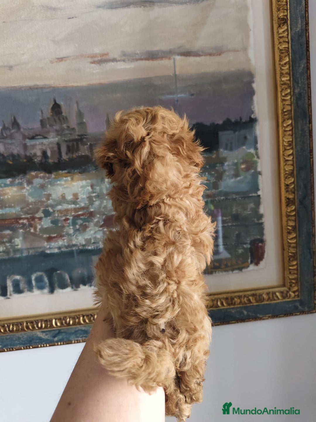 Caniche Toy perros en venta: Caniche toy  - Imagen 3