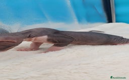 Sphynx gatos en venta: Precioso machito tabby  - Imagen 5