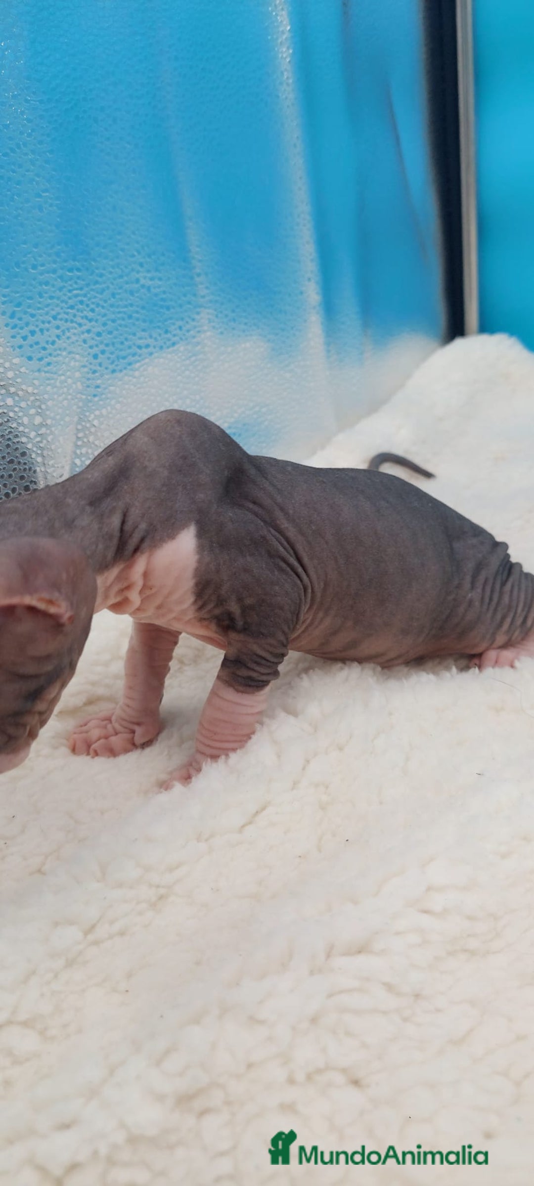 Sphynx gatos en venta: Precioso machito tabby  - Imagen 5