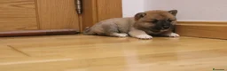 Shiba Inu perros en venta: Cachorros de Shiba inu - Anuncio 3