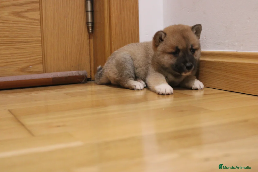 Shiba Inu perros en venta: Cachorros de Shiba inu - Anuncio 3