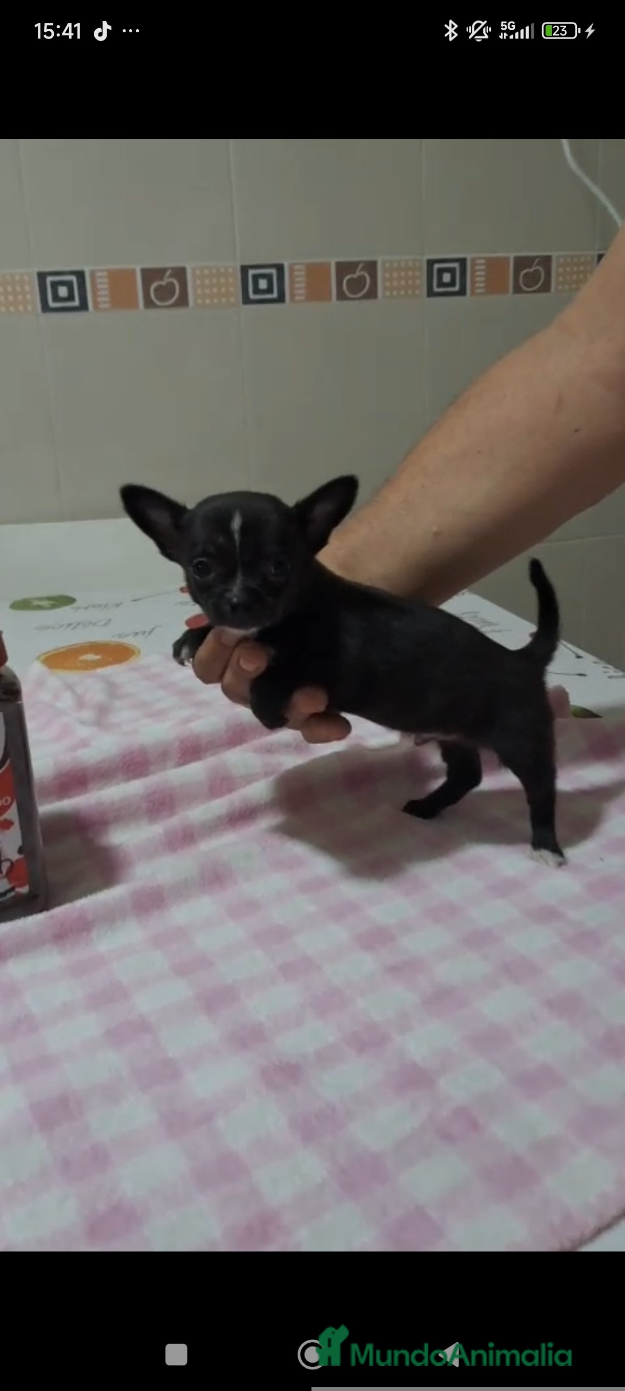 Chihuahua perros Preciosos machos  - Anuncio 1