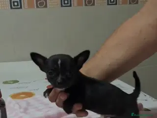 Chihuahua perros Preciosos machos - Anuncio 28