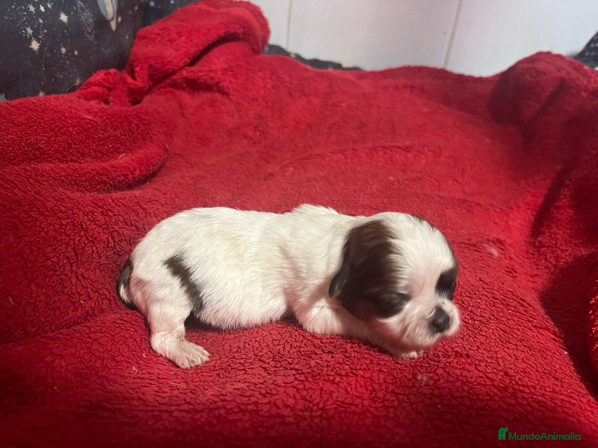 Shih Tzu perros SHIH TZU ECCUSIVOS - Anuncio 2