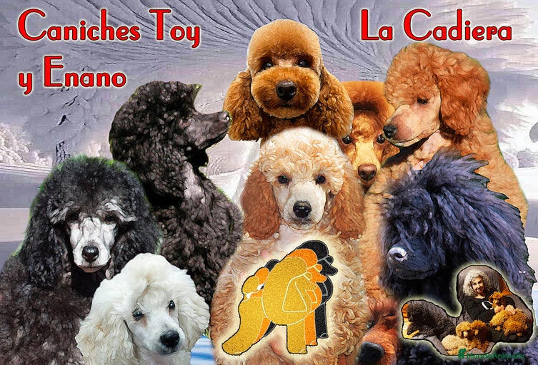 Imagen de galería {{count}}