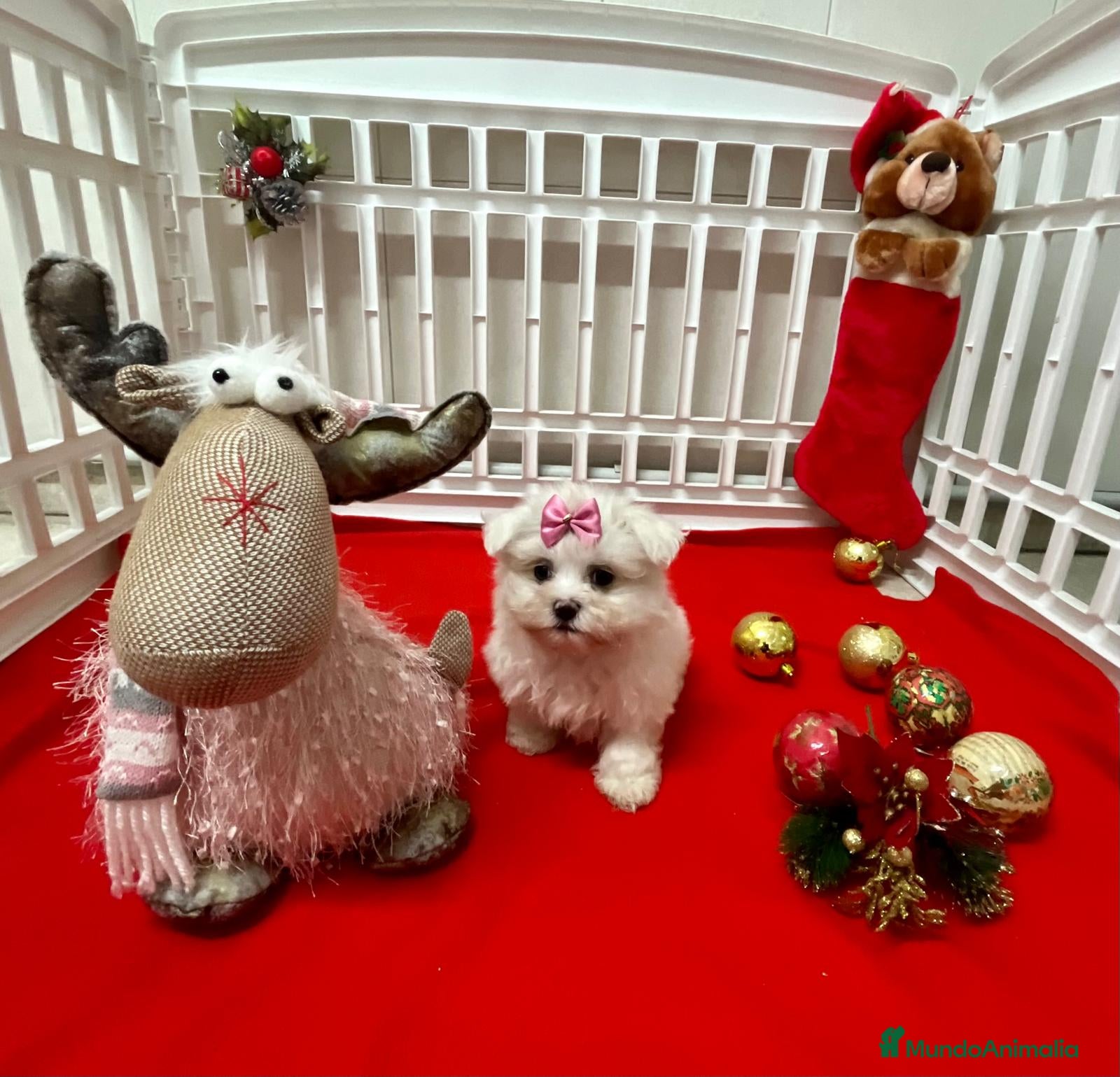 Bichón Maltés perros Bichón Maltés  en Barcelona - Anuncio 18