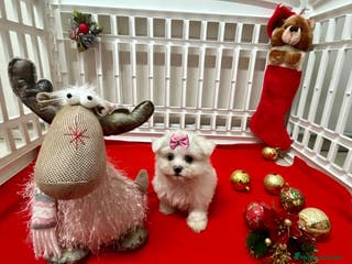 Bichón Maltés perros Bichón Maltés en Barcelona - Anuncio 19