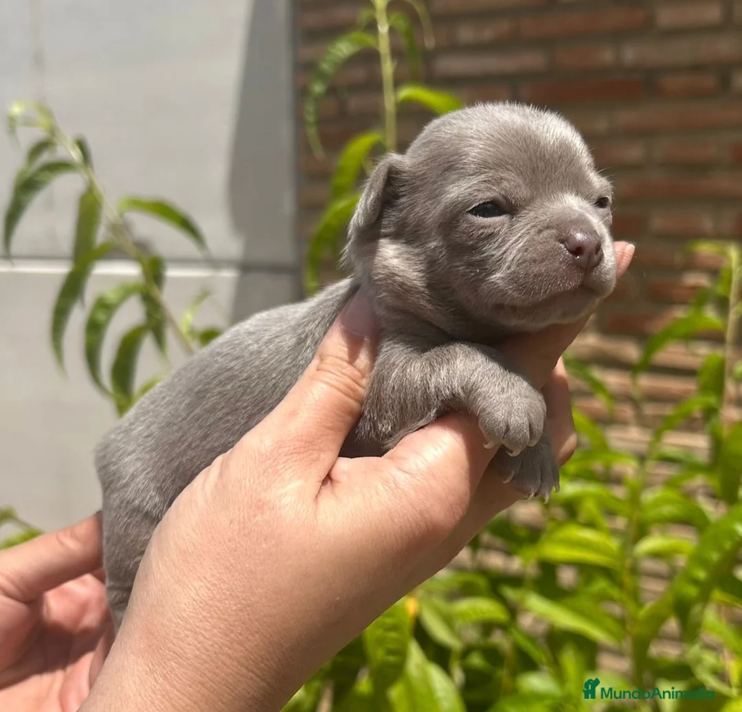Chihuahua perros en venta: Chihuahuas machitos💙🐾🐾 - Anuncio 1