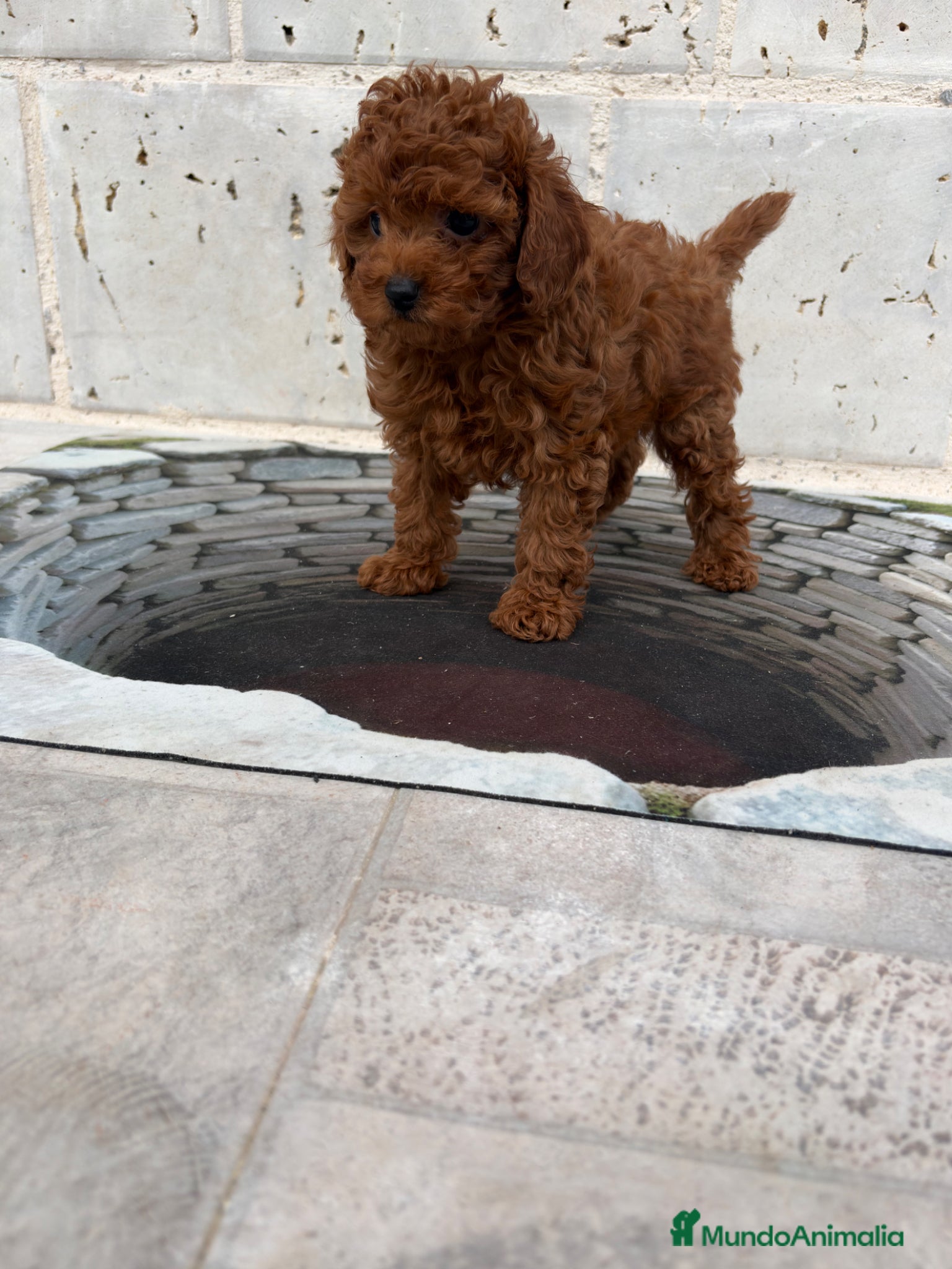 Caniche Toy perros Caniche mini Toy  - Anuncio 1