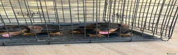 Teckel Miniatura perros en venta: Cachorros teckel gran calidad  - Anuncio 1