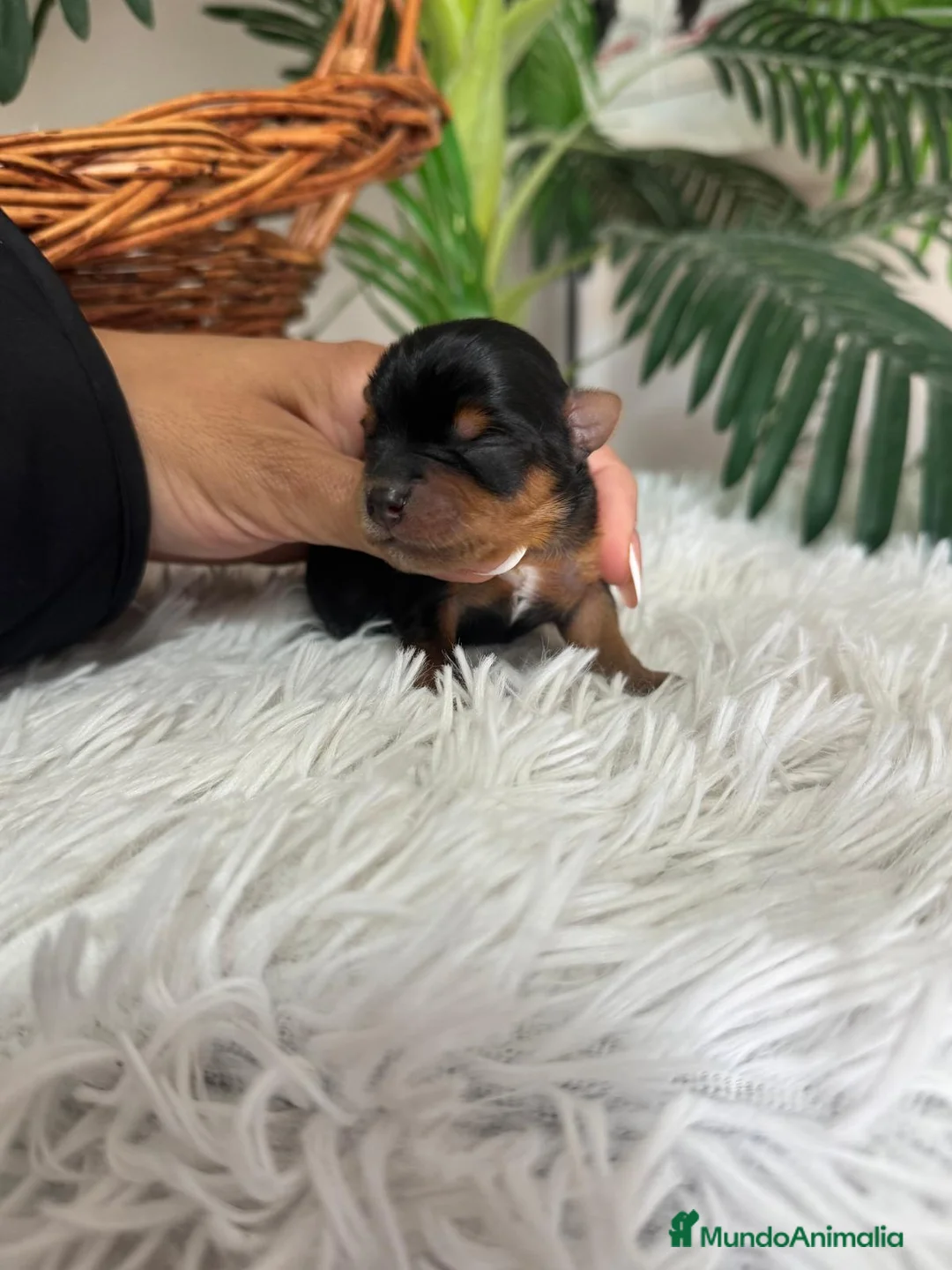 Yorkshire Terrier perros en venta: YORKSHIRE TERRIER - Anuncio 4