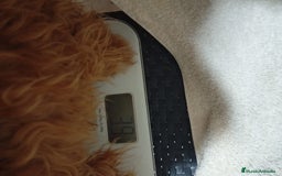 Caniche Toy perros en venta: Caniche toy  - Anuncio 2