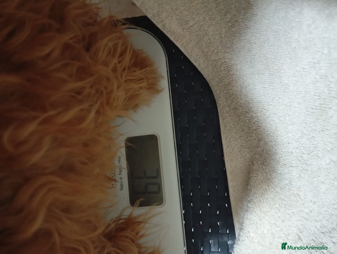 Caniche Toy perros en venta: Caniche toy  - Anuncio 2