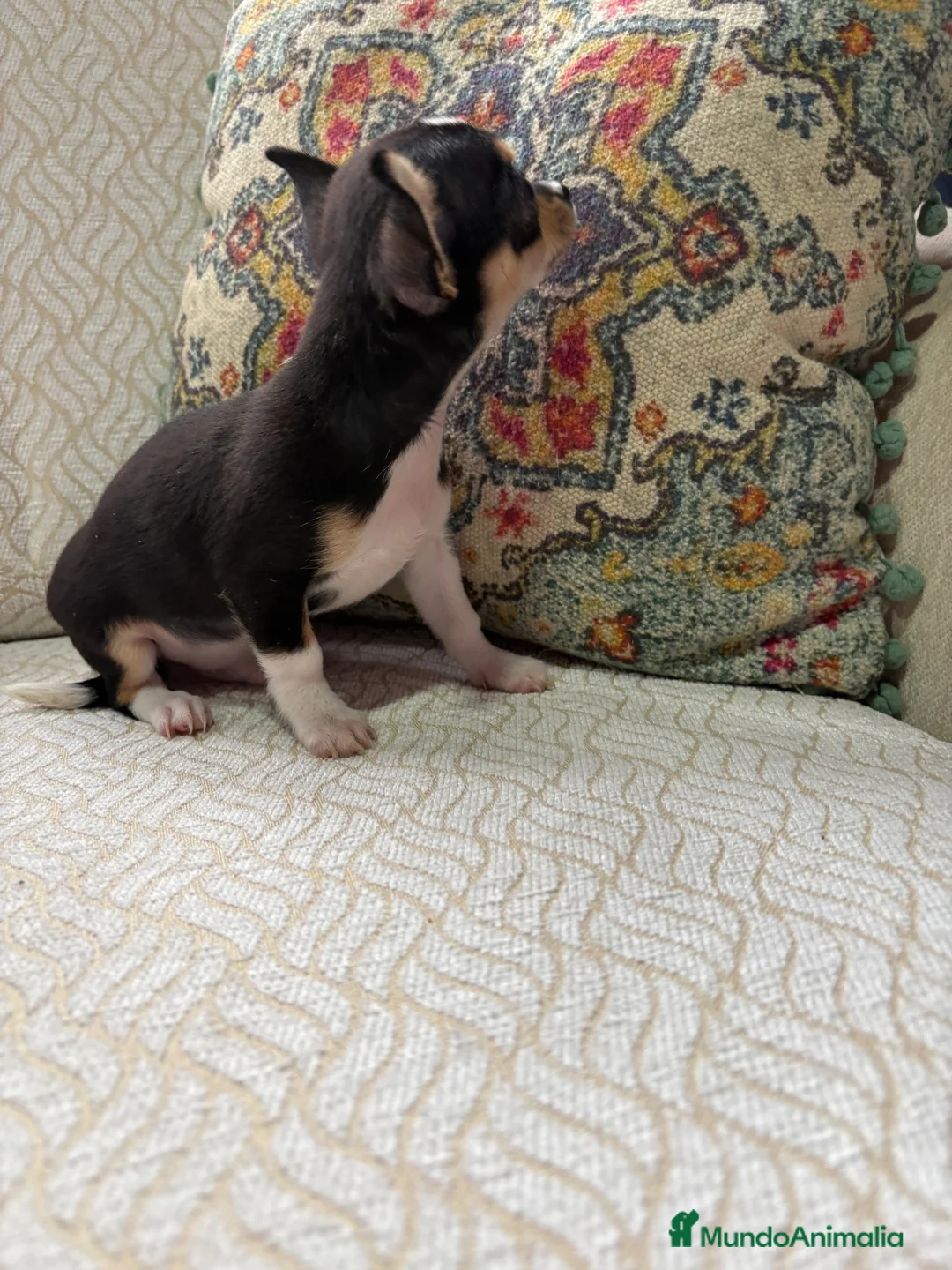 Chihuahua perros en venta: Macho chihuahua Toy tricolor  - Anuncio 7
