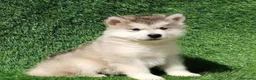 Alaskan Malamute perros en venta: Alaskan Malamute - Anuncio 4