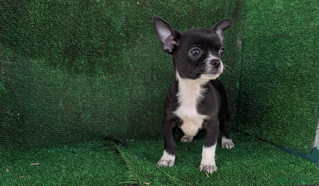 Chihuahua perros en venta: Chihuahua  - Anuncio 2