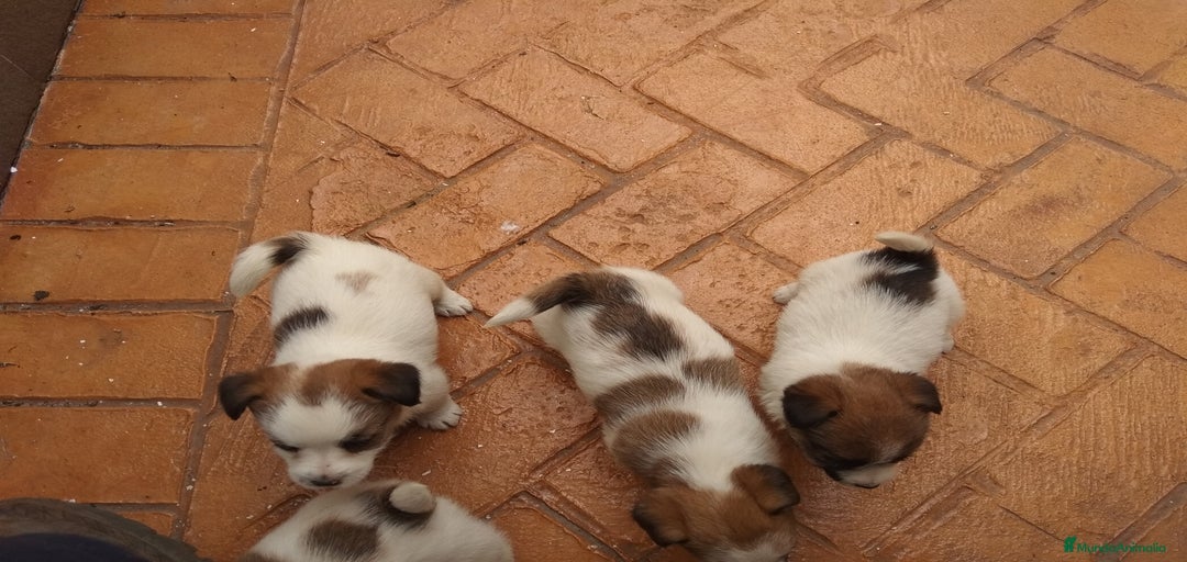 Imagen de galería {{count}}