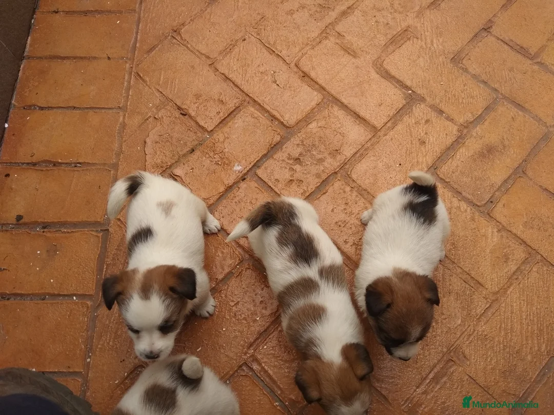 Imagen de galería {{count}}