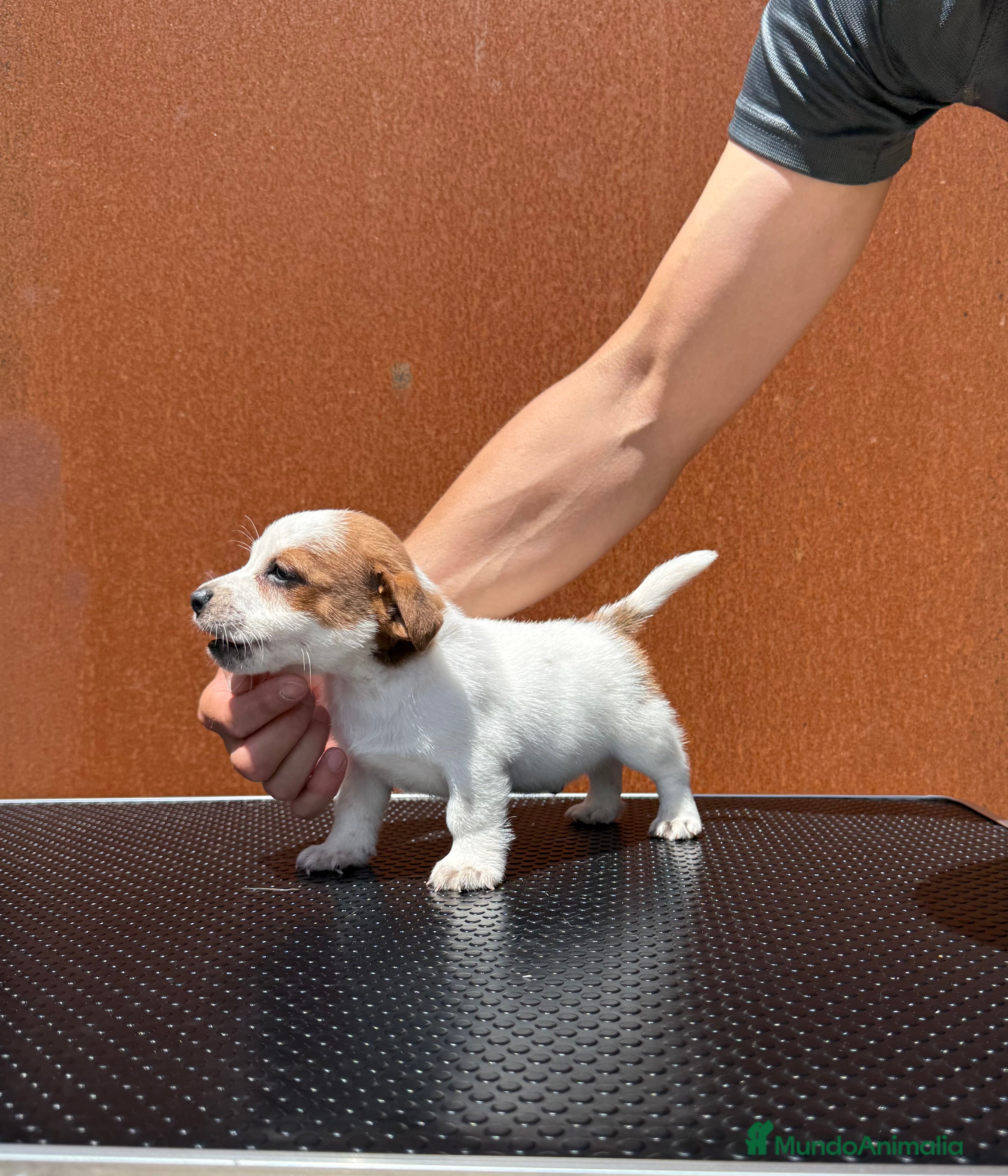 Jack Russell Terrier perros Jack Russell Terrier excelente camada - Anuncio 2