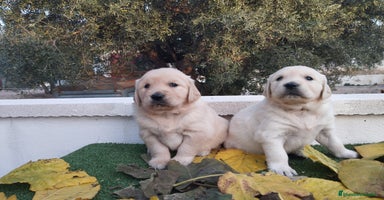 Golden Retriever perros - Anuncio 5