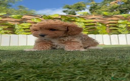 Caniche Toy perros en venta: CANICHE TOY MACHO - Imagen 18