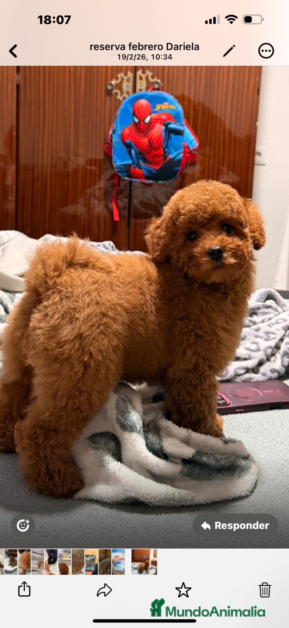 Caniche Toy perros caniche hoy  - Anuncio 1