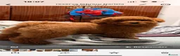Caniche Toy perros en venta: caniche hoy  en Pontevedra - Anuncio 1