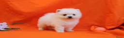 Pomerania perros en venta: POMERANIA  LINEA TOY   MUY CHATO - Anuncio 16