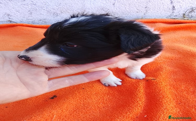 Border Collie perros - Anuncio 1