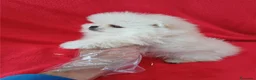 Pomerania perros en venta: Pomerania Mini  - Anuncio 2
